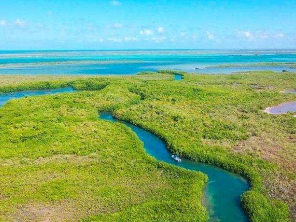 Aerial view of a coastal wetland area with lush green vegetation, winding waterways, and a distant horizon of blue sea and sky ending the sentence.